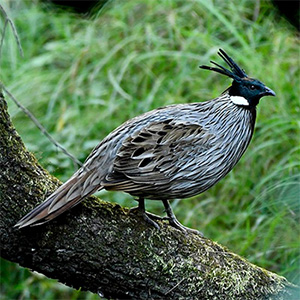 Koklass Pheasant